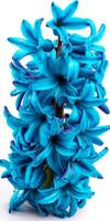 Vibrant Cyan Hyacinth Cluster on White Background photo