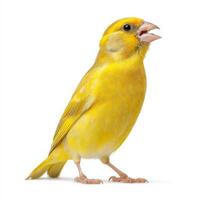 Singing Yellow Canary isolated on White Background photo
