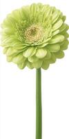 Single Light Green Daisy on White Background photo