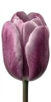 Single Plum Purple Tulip on White Background photo