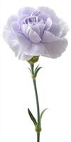 Single Mauve Carnation Flower on White Background photo