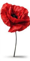 1 Scarlet Poppy Flower on White Background photo