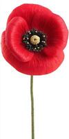 Single red Scarlet Poppy Flower on White Background photo