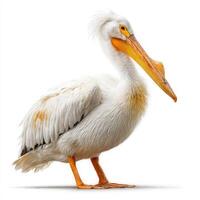 White Pelican with Yellow Beak on White Background photo
