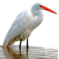 White Heron Wading in Shallow Water Against White Background photo