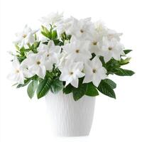 White Gardenia Bush in White Pot Against White Background photo
