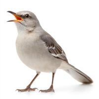 Singing Gray Mockingbird Isolated on White Background photo