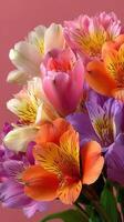 Colorful bouquet of alstroemeria flowers showcasing vibrant hues on a pink background photo