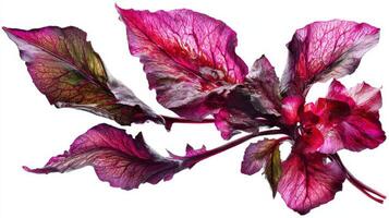 Vibrant Purple Beetroot with Reddish Leaves Isolated on White Background photo