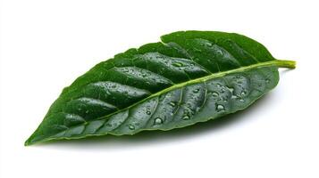 Close Up of a Single Fresh Green Spinach Leaf with Dew Drops on White Background photo