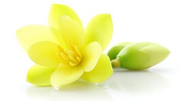 Closeup of a Vibrant Yellow Banana Blossom and Green Bud on White Background photo
