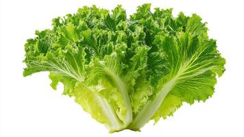 a Crisp Green Endive Isolated on White Background photo