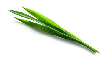 Crisp Green Scallions Isolated on White Background photo