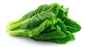 Crisp Green Romaine Lettuce Isolated on White Background photo