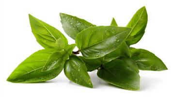 Fresh Green Basil Leaves Isolated on White Background photo