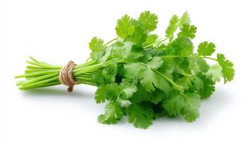 Fresh Green Cilantro Bunch Isolated on White Background photo