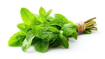 Fresh Green Mint Bunch Isolated on White Background photo