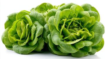 Fresh Green Lettuce Isolated on White Background photo