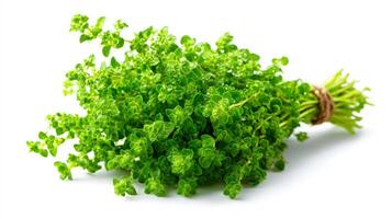 a Fresh Green Oregano Bunch on White Background photo