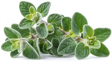 Group of Fresh Green Oregano Bunch Isolated on White Background photo