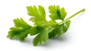Fresh Green Parsley Sprig Isolated on White Background photo
