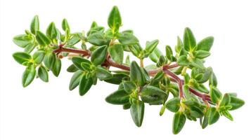a Fresh Green Thyme Sprig Isolated on White Background photo