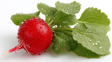 Fresh Red Radish with Green Leaves on White Background photo