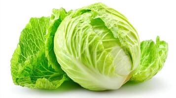 Fresh White Cabbage Close Up Studio Shot photo