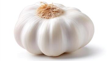 a fresh White Garlic Bulb Isolated on White Background photo
