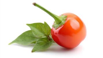 Single Fresh Red Habanero Pepper with Green Leaves on White Background photo