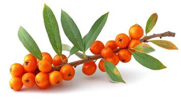 Bright Orange Sea Buckthorn Berries on Branch with Green Leaves on White Background photo