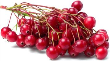 Bright Red Cranberry Cluster Isolated on White Background photo