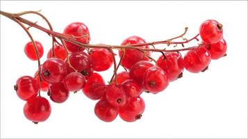 Closeup of a Fresh Red Currant Cluster on a Branch Against a White Background photo