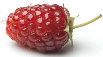 Closeup of a Single Juicy Red Raspberry on White Background photo