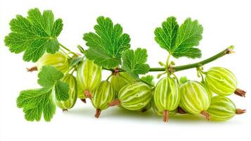 Closeup of Fresh Green Gooseberries on Branch with Leaves on White Background photo