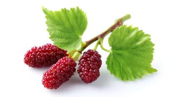Closeup of Ripe Red Mulberries with Green Leaves on White Background photo