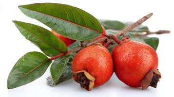 Closeup of Juicy Red Guava with Green Leaves on White Background photo