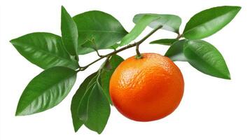 Ripe Orange Tangerine with Green Leaves on Branch photo