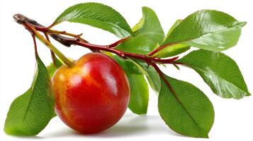 Ripe Red and Orange Peach on Branch with Green Leaves on White Background photo