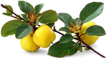 Ripe Yellow Quinces on Branch with Green Leaves on White Background photo