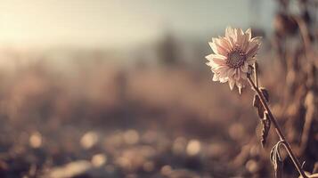 Single Pale Pink Flower in a Softly Lit Autumn Field photo
