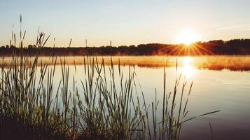 the sun rises over a lake with grass and reeds photo
