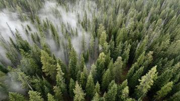 Misty Green Forest Aerial View Soft Rain photo