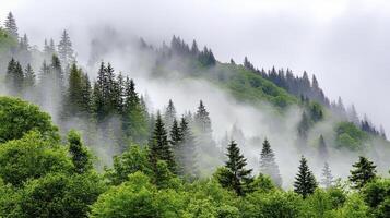 Misty Green Hillside Forest in Soft Rain photo