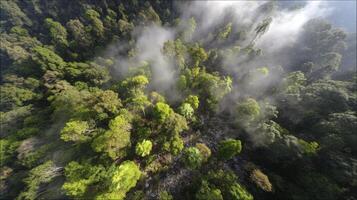 Misty Green Forest Aerial View Soft Rain Sunlight photo