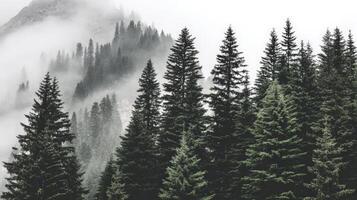 Misty Mountain Forest Landscape Soft Rain And Fog photo