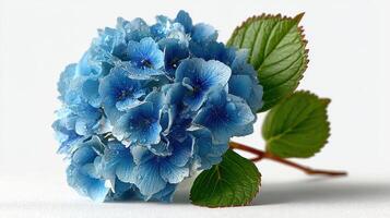 Blue hydrangea with droplets rests elegantly against a soft background in this simple yet striking arrangement photo