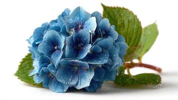 Beautiful blue hydrangea flower with droplets of water on its petals and green leaves in soft lighting photo