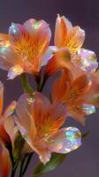 Vibrant alstroemeria flowers display vivid colors and intricate details in a soft light setting photo