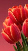 Vibrant red tulips with soft petals capture attention in a close-up display against a warm background photo